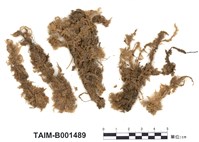 藏品(疣泥炭苔)的圖片